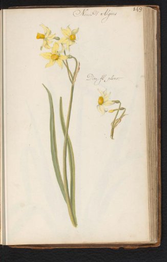 Narcissus jonquilla