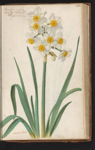 Narcissus tazetta
