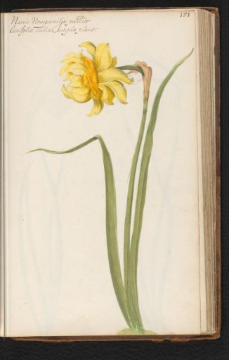 Narcissus jonquilla