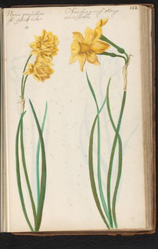 Two variants of jonquil-like daffodils