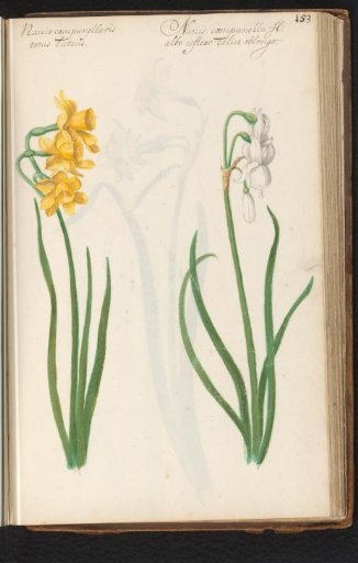 Yellow and white Narcissus tazetta
