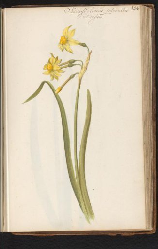 Narcissus jonquilla