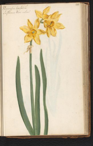 Narcissus jonquilla