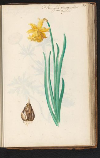 Daffodil with bulb (Narcissus pseudonarcissus)