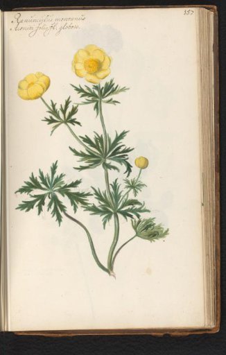 Mountain buttercup (Ranunculus montanus)