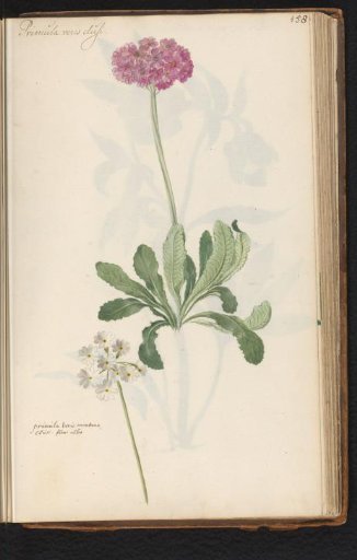 Pink and white cowslip (Primula veris)