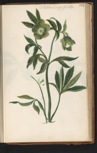 Christmas rose (Helleborus niger)
