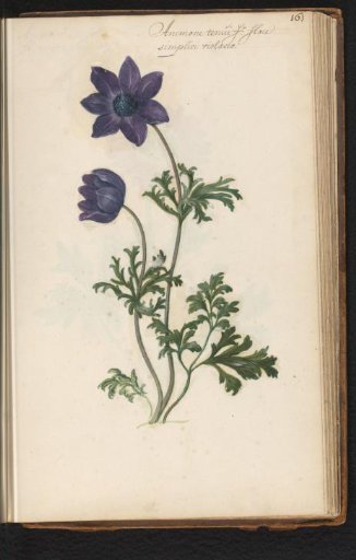 Purple crown anemone (Anemone coronaria)