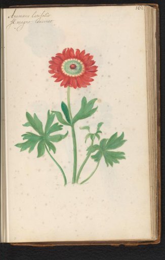 Red anemone (Anemone)