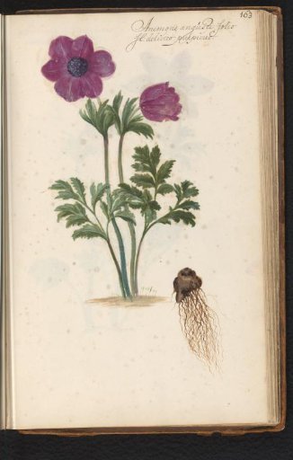 Purple anemone with bulb (Anemone)