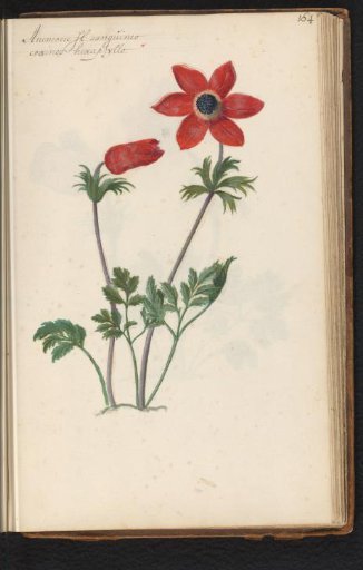 Six-petaled red anemone (Anemone)