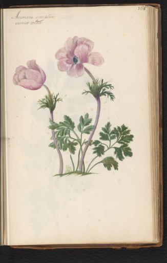Pink anemone (Anemone)