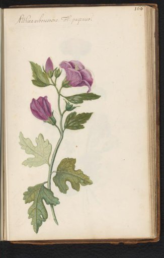 Hollyhock (Alcea rosea)