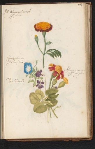 Marigold (Tagetes), blue morning glory (Ipomoea), and violets (Viola)