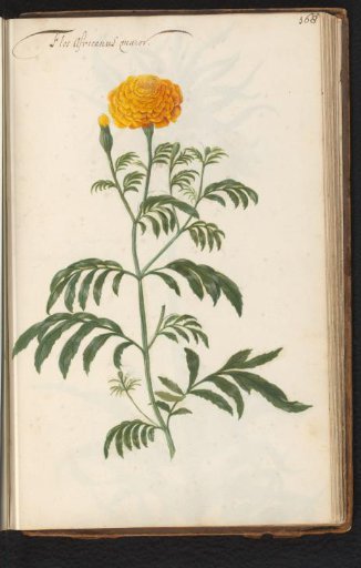 Marigold (Tagetes)