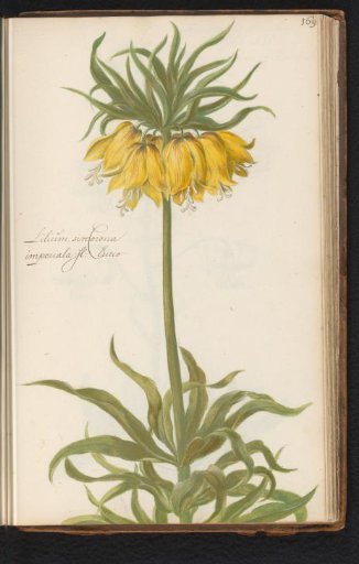 Crown imperial (Fritillaria imperialis)
