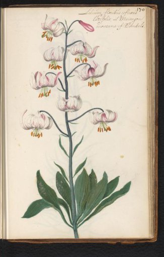 Turk's cap lily (Lilium martagon)
