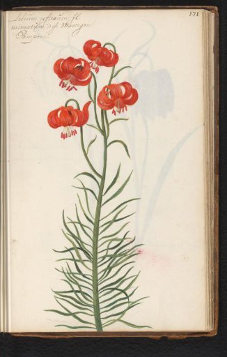 Red Turk's cap lily (Lilium martagon)