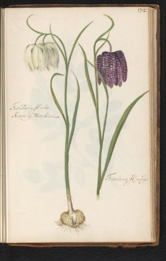 White and purple snake's head fritillary (Fritillaria meleagris)