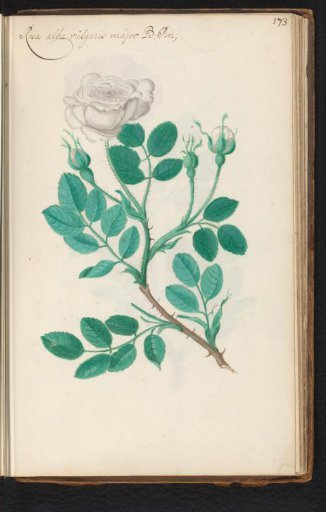 White rose (Rosaceae)