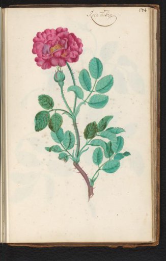 Rugosa rose (Rosa rugosa)