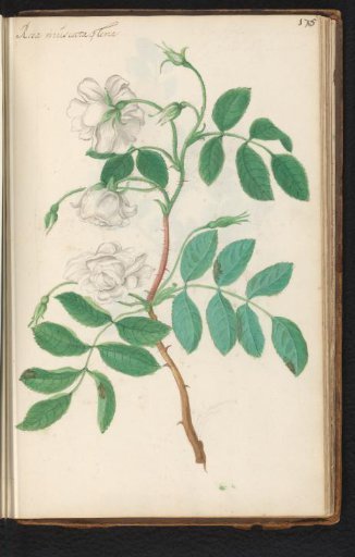 Musk rose (Rosa moschata)
