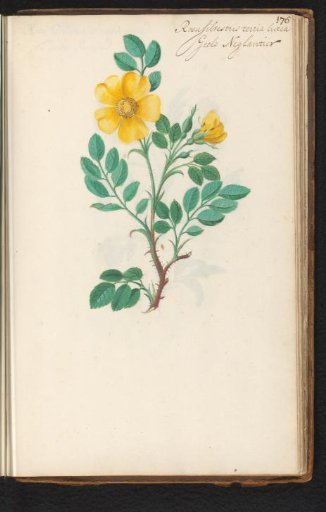 Yellow sweetbrier (Rosa rubiginosa)