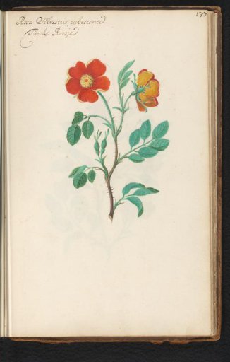 Red sweetbrier (Rosa rubiginosa)