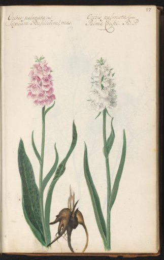 Orchids and tuber (Dactylorhiza maculata and Dactylorhiza sambucina)