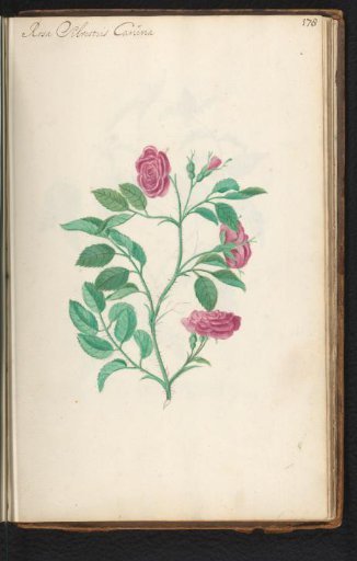Dog rose (Rosa canina)