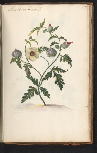 Three-hour flower (Hibiscus trionum)
