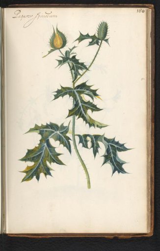 Prickly poppy (Argemone mexicana)