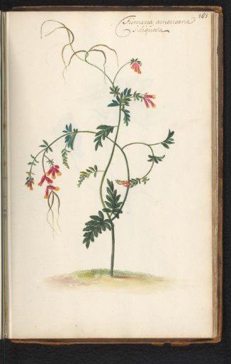 Harlequin corydalis