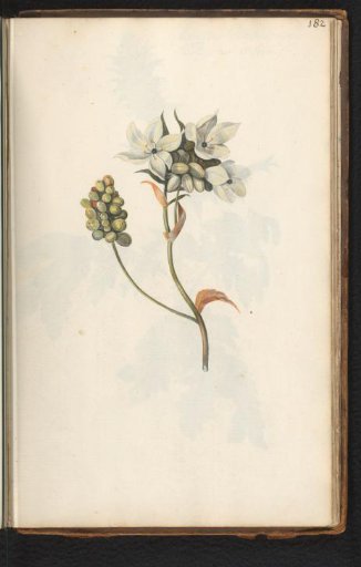 White Flower