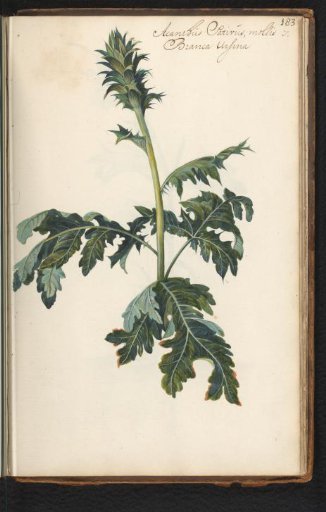 Acanthus (Acanthus mollis)