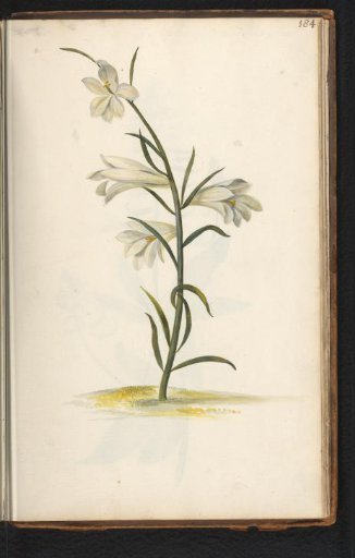 Grass Lily (Anthericum)