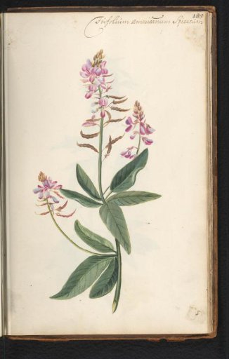 Butterfly Flower (Desmodium canadense)