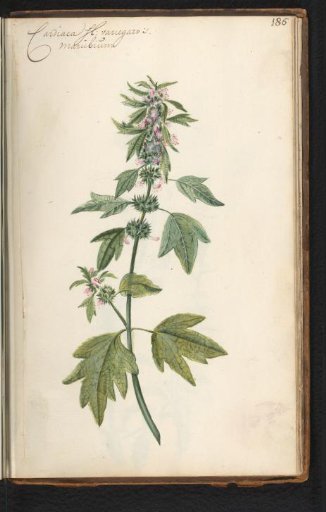 Motherwort (Leonurus cardiaca)