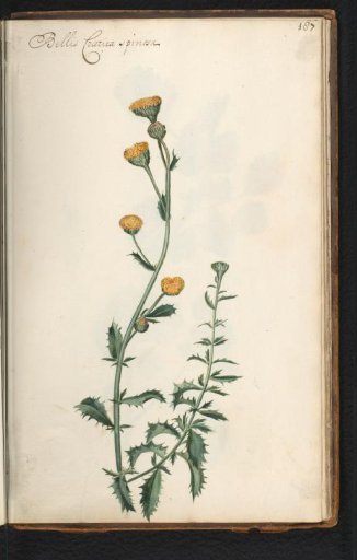 Fleabane (Pulicaria)