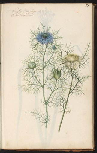 Love-in-a-mist (Nigella damascena)
