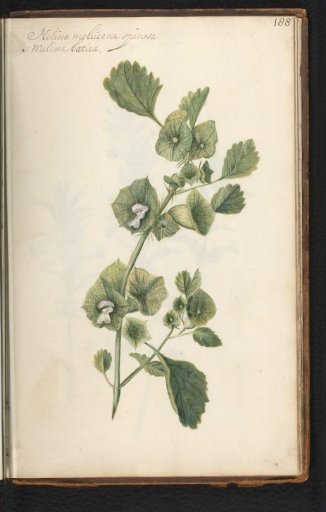 Lemon Balm (Melissa officinalis)