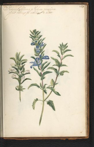 Blue Lemon Balm (Melissa officinalis)
