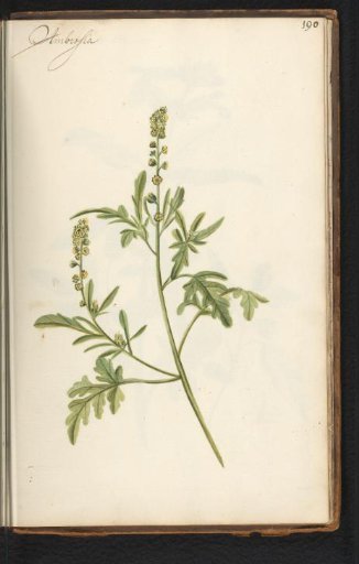 Ragweed (Ambrosia artemisiifolia)