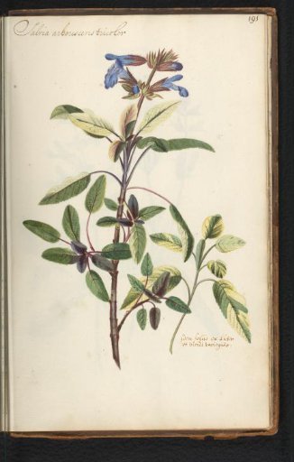 Common Sage (Salvia officinalis)