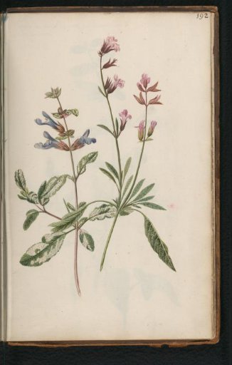 Blue and Pink Common Sage (Salvia officinalis)