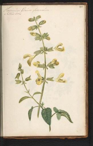 Sticky Sage (Salvia glutinosa)