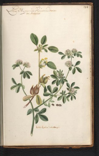 Kidney Vetch (Anthyllis vulneraria)