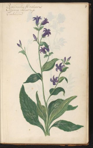 Rapunsel bellflower (Campanula rapunculus)