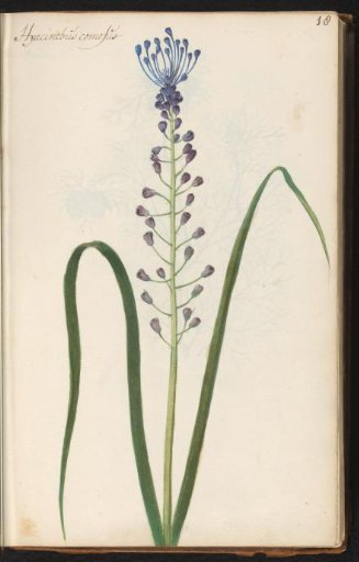 Tassel hyacinth (Leopoldia comosa)