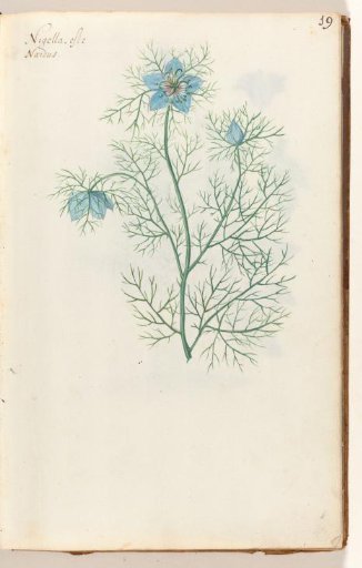 Black cumin (Nigella sativa)